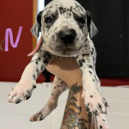 Dalmatian Puppies from Hallmark Dalmatians;