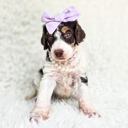 Laya - Parti female Poodle puppy in Gaylord, Michigan from Dog Mom Co. Poodles