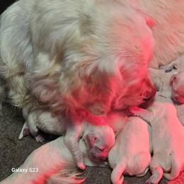 Girl 3 - female Golden Retriever puppy in Chesterton, Indiana from Takota Dogs