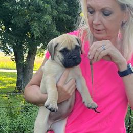 Tan - Fawn female Bullmastiff puppy in Pleasant Hill, Missouri from Marconian Bullmastiffs