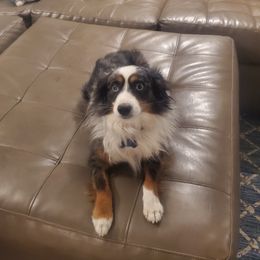 Jax - Toy Australian Shepherd