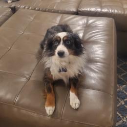 Jax - Toy Australian Shepherd