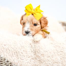 Yellow - Apricot female Goldendoodle puppy in Platteville, Wisconsin from Beck Kennel