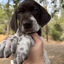 Sequioa - bright green collar - Liver and white female German Shorthaired Pointer puppy in Mokelumne Hill, California from Underhill GSP