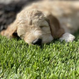 Goldendoodle Puppies from Temecula Creek Doodles