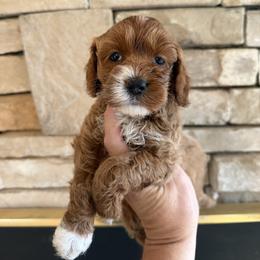 Riesling - Red female Cockapoo puppy in Connersville, Indiana from MoonShine Babies