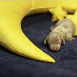 Isabella - Fawn (isabella) and tan male Dachshund puppy in Bremen, Georgia from Jones Royal Kennels