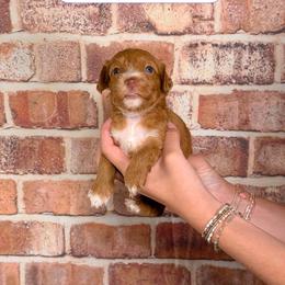 Sabrina - Red  female Goldendoodle puppy in Calhoun, Georgia from Happy Top Doodles