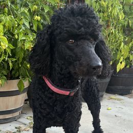 Poodles from Robinsnest Poodles