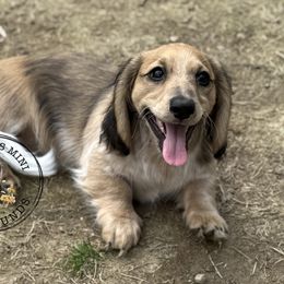 Ember - Dachshund