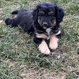 Golden Aussiedoodle and Goldendoodle Puppies from Wild Rose Tiny Poodles & Doodles