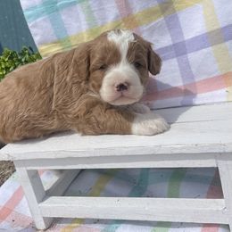 Boy 3 - Bernedoodle puppy in Amherst, Nebraska from Pile Family Goldendoodles