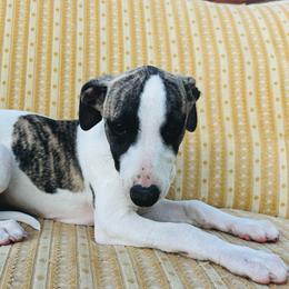 Henry - White and fawn brindle male Whippet puppy in Kingston, Tennessee from Smithfield Park