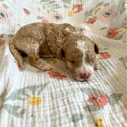 Slade - Red and white male Cockapoo puppy in Beresford, South Dakota from DAKOTA DOOD RANCH