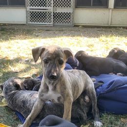 Connie - Red brindle female Whippet puppy in Davenport, Iowa from Whippety Split