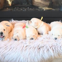 MALE Pick 1 - Yellow male Labrador Retriever puppy in Pasco, Washington from ROCK CREEK LABRADORS