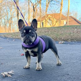 Violet - Tricolors female French Bulldog puppy in Millstone Township, New Jersey from Couture_frenchies_and_pomeranian