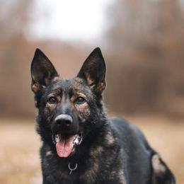 German Shepherds from Z Tykev Vino LLC