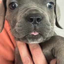 Boy 7 - Gray male Cane Corso puppy in Highland, Illinois from C&I Elite Cane Corso