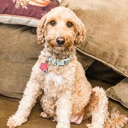 Paisley - Goldendoodle