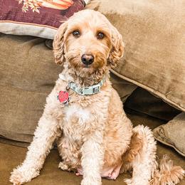 Paisley - Goldendoodle