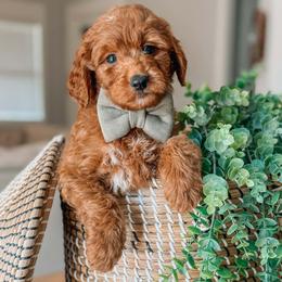 Kronos - Red  male Goldendoodle puppy in Iola, Texas from Supreme Doodles of Texas