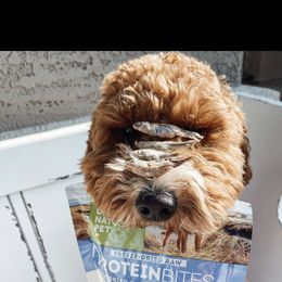 Aussiedoodle and Goldendoodle Puppies from Garside Doodles