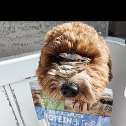 Aussiedoodle and Goldendoodle Puppies from Garside Doodles