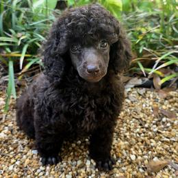 Poodle Puppies from Anna-Ash Poodles