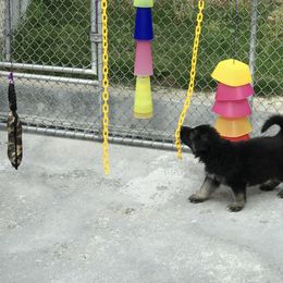 Shiloh Shepherd Puppies from Solace Shilohs