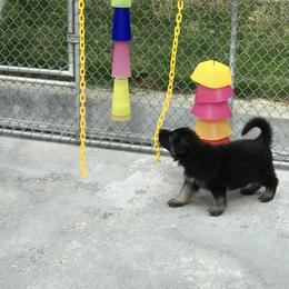 Shiloh Shepherd Puppies from Solace Shilohs