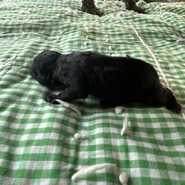 Ms Black - Black female Poodle puppy in Severance, Colorado from Cox's Poodle Pups