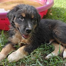 Australian Shepherd Puppies from Red Five Kennels