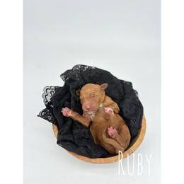 Ruby - Red  female Goldendoodle puppy in Smithfield, Kentucky from KBK9 Kennels