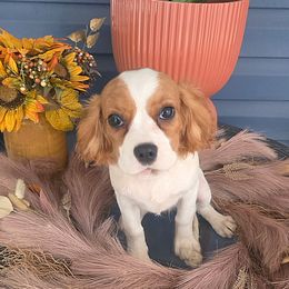 Sweet Pea - Blenheim female Cavalier King Charles Spaniel puppy in Pennsylvania from Julie's Cavalier King Charles Spaniels