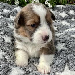 Boy 3 - White and red male Pembroke Welsh Corgi puppy in Paris, Kentucky from Flat Run Corgis
