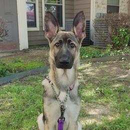Freyja- Hot Pink Collar - Sable German Shepherd puppy in Crockett, Texas from Classic German Shepherds
