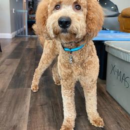 Goldendoodle All Grown Up from Goldendoodle AZ