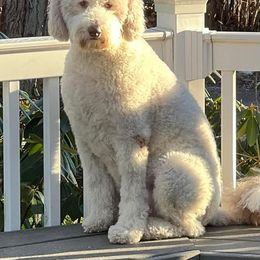 Goldendoodle, Poodle, and Sheepadoodle All Grown Up from Brewer's Goldendoodles & Sheepadoodles