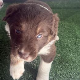 Australian Shepherd Puppies from White Oak Aussies