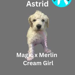 Astrid - Cream female Poodle puppy in Baltimore, Maryland from Steinrock’s Standards