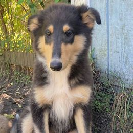 Whitney - Black white and tan female Collie puppy in Yulee, Florida from Three Collie Farm