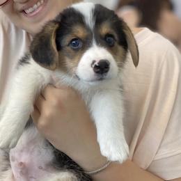 Pauly - Black and tan male Pembroke Welsh Corgi puppy in Patchogue, New York from South Shore Corgis