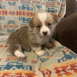 Cinder Tail Intact - Red female Pembroke Welsh Corgi puppy in Maupin, Oregon from Bailey Nannini