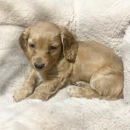 Honey - Wheaten female Dachshund puppy in Trenton, Florida from Tweenie Weenie Dachshunds