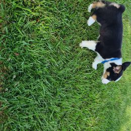 American Corgi Puppies from Spa City Corgis