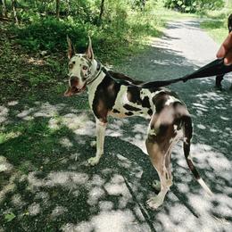 Chai - Great Dane