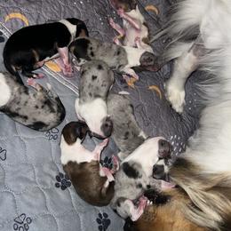 Collie Puppies from Jolly Collies