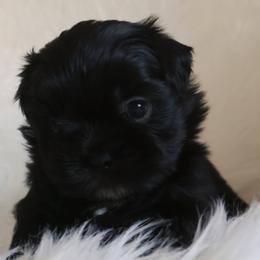 Maverick - Black male Shih Tzu puppy in Peoria, Arizona from Shihtzucircusaz