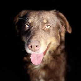 Pebbles - Australian Shepherd